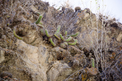 Trichocereus quadratiumbonatus