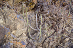 Cleistocactus buchtienii