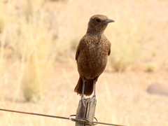 Myrmecocichla formicivora