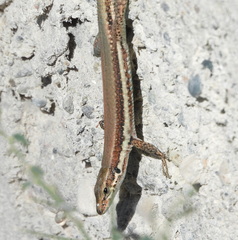 Phoenicolacerta troodica