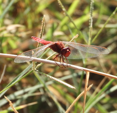 Crocothemis erythraea