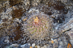 Parodia
