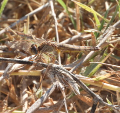 Crocothemis erythraea