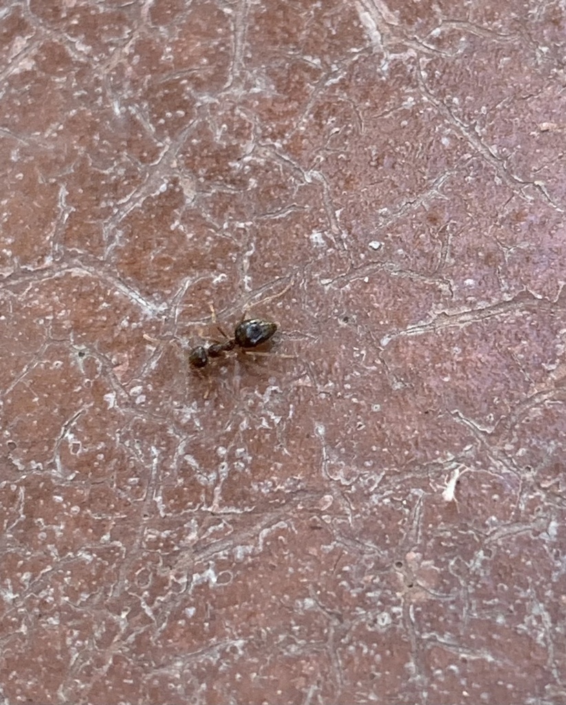 American Winter Ant from Five Mile Recreation area, Chico, CA, US on ...