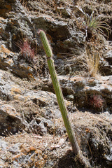 Cleistocactus buchtienii