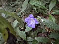 Strobilanthes formosana