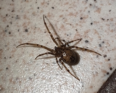 Steatoda castanea