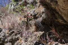 Hippeastrum cybister