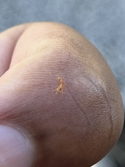 Pseudomyrmex simplex