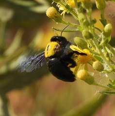 Xylocopa pubescens