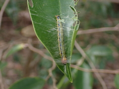 Heortia vitessoides
