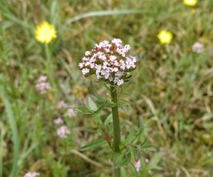 Valeriana dioica
