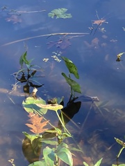 Pontederia cordata