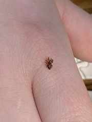 Paraphidippus aurantius