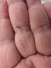 Austrostipa elegantissima