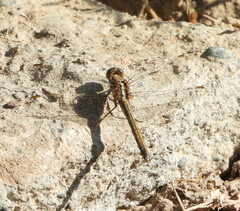 Orthetrum chrysostigma