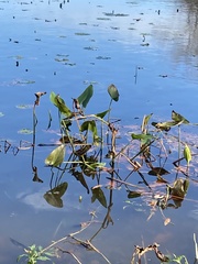 Pontederia cordata
