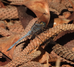 Orthetrum chrysostigma
