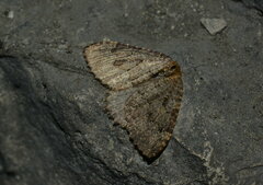 Triphosa dubitata