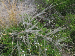 Austrostipa elegantissima