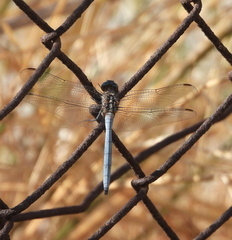 Orthetrum chrysostigma