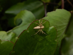 Oxyopes sertatus