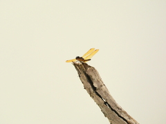 Perithemis