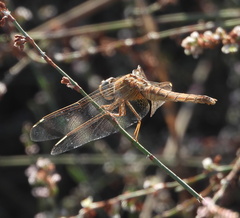 Crocothemis erythraea