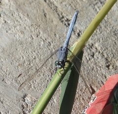Orthetrum chrysostigma