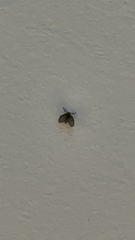 Clogmia albipunctata