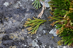 Selaginella tamariscina