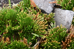 Selaginella tamariscina