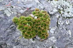 Selaginella tamariscina