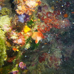 Halocynthia papillosa