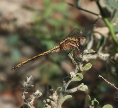Orthetrum chrysostigma