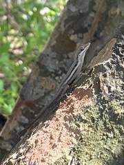 Anolis opalinus