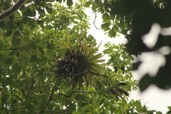 Tillandsia roland-gosselinii