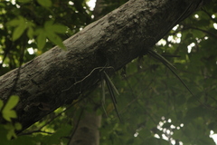 Trichocentrum brachyphyllum