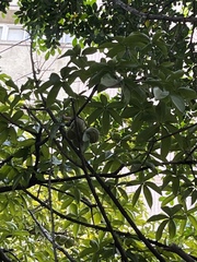 Ficus microcarpa microcarpa