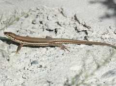 Phoenicolacerta troodica