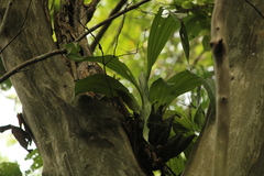 Catasetinae