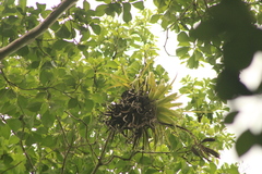 Tillandsia roland-gosselinii
