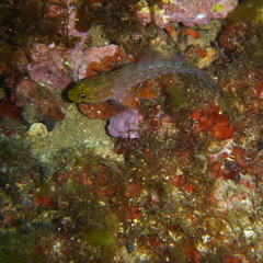 Gobius xanthocephalus