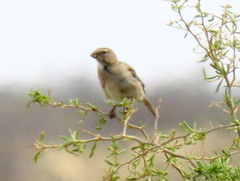 Crithagra albogularis