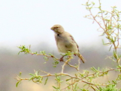 Crithagra albogularis