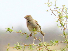 Crithagra albogularis