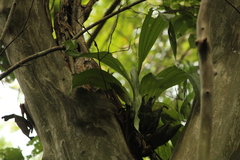 Catasetinae