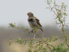 Crithagra albogularis