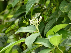 Prostanthera lasianthos