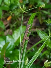 Anolis aeneus